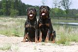 ROTTWEILER 300